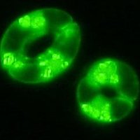 Shintaro Munemasa (@plantionchannel) 's Twitter Profile Photo Shintaro Munemasa (@plantionchannel) 's Twitter Profile Photo