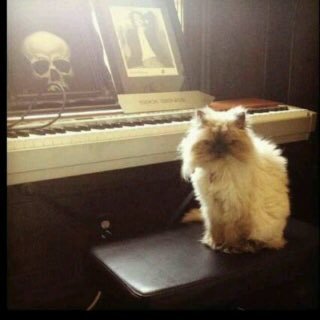 cruezilla's profile picture. May the music be with you🐾