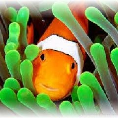 We are a locally owned family business servicing all of your Aquarium, Floral and Holiday decorating needs.