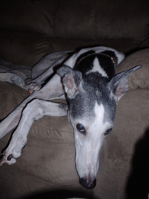 MrKobay's profile picture. Greyhounds, Buffalo Sabres, St. Louis Cardinals, Dont Tread on Me!