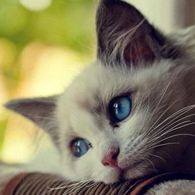 ail_akbar98's profile picture. 