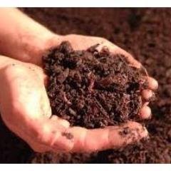 My name is Lynda Dillman. I like growing my plants the green way which is through worm farming compost. #composting #wormfarming #gardencompost #healthygarden