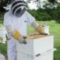 The Beekeeper (@thebeekeeperman) 's Twitter Profile Photo The Beekeeper (@thebeekeeperman) 's Twitter Profile Photo