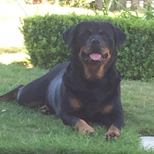 FlameTrader's profile picture. 