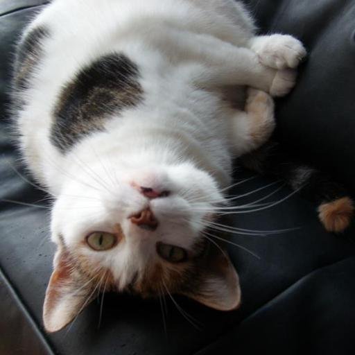 MacyCat142's profile picture. Macy (RIP)