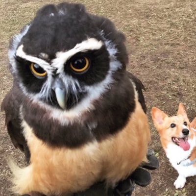 ぽんちゃん メガネふくろう Pon Owl Twitter ぽんちゃん メガネふくろう Pon Owl Twitter