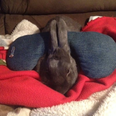 NathanCsiamese's profile picture. sick gameing#