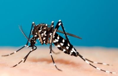 Somos personal sanitario costarricense,  anónimo, interesados en difundir diversos aspectos de epidemiología y enfermedades transmitidas por el Aedes aegypti.