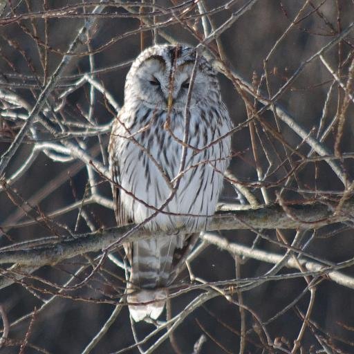 大動物の道に飛び込んだ獣医/野鳥観察/カメラ/ゲーム/猫/酒