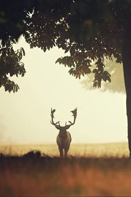 sutanipata_'s profile picture. 무소의 뿔처럼 혼자서 가라.