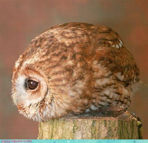 robareowl's profile picture. 