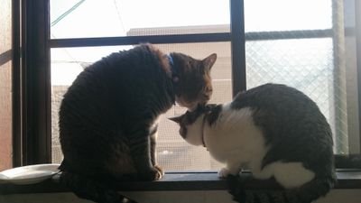 時間は無限ではないと日々感じるようになったこの頃。猫たちと子供たちとセレッソと。会いたい人、行きたい所、見たいもの。大切にしたいあれこれと。今日を元気で過ごせる事に感謝。