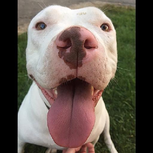 CarmasTail's profile picture. A Tail of Carma: The Diary of a Homeless, Albino Pit Bull