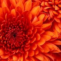 laquittaredmond (@laquittaredmon1) 's Twitter Profile