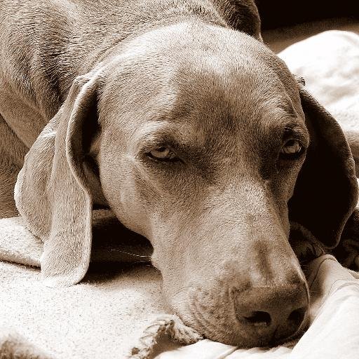 vaca_azul's profile picture. aprendiz de oficios varios