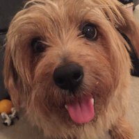 fringe dog (@fringedog) 's Twitter Profile Photo fringe dog (@fringedog) 's Twitter Profile Photo