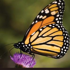 ElsbethWalkley's profile picture. Virtual Administrative Assistant with 15 years broad-based experience covering a full spectrum of administrative support.