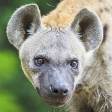 HopefulHyena Profile Picture