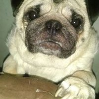 Tom aka Meethu (@sshubhiggupta) 's Twitter Profile
