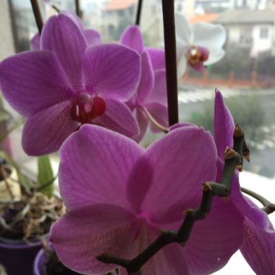 a3a51b98f0b7497's profile picture. Books Fashion Food & Drink Funny Music News Television