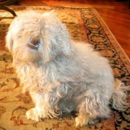 saigol7's profile picture. Planes,  automobiles, things that go fast and make a lot of noise. Also Linux, Unix and Android, Electronics, economics, astronomy, photography.