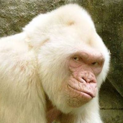 Immortan_Joel's profile picture. 28