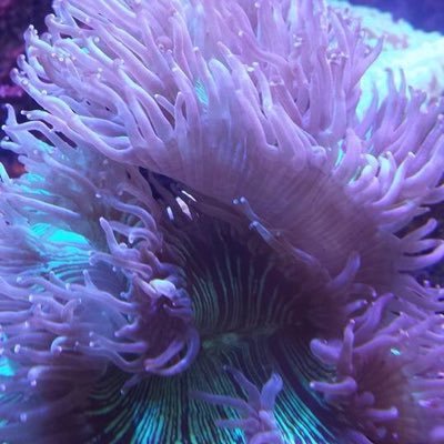 Wet Pets by Steve is your locally owned, one stop shop for Aquariums, Fresh & Saltwater Fish, and Accessories. Stop by our nearly 6,000 sq. ft. store today!