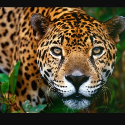 Perceiving a Jaguars point of view to spread awareness of the threatened species