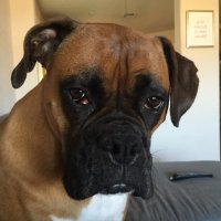 Bob (@charterpartybob) 's Twitter Profile
