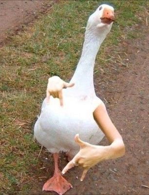 kovoleva_saha's profile picture. 