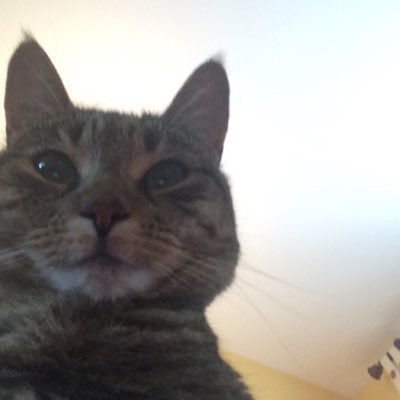 goonewman's profile picture. I have a cat. She/Her