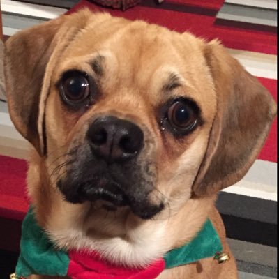 HPuggle's profile picture. born dec 5  my mom Linda is my  voice of reason .... and I agree with everything she tweets! there’s non stop music in this home and lots of laughter   NYC!!!👌
