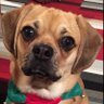HPuggle's profile picture. born dec 5  my mom Linda is my  voice of reason .... and I agree with everything she tweets! there’s non stop music in this home and lots of laughter   NYC!!!👌