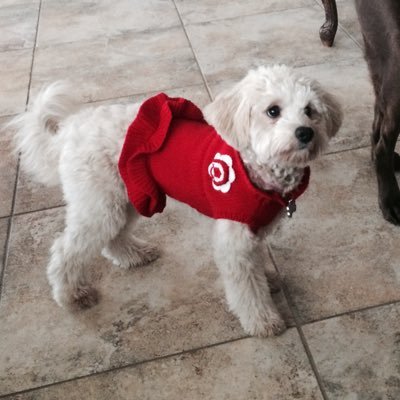 gonzaleztami's profile picture. nom of a pre-teen and wife of the fabulous Sweet Lu!