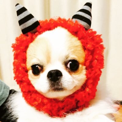 rokuo69's profile picture. 山、海、犬が好き!! ツブヤイターでつぶやきたいのです。 #THEピーズ みたーい。 #samuraijapan みたーい。 スノボ、いきてーよ。