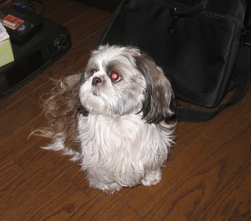 korochansan's profile picture. 心が優しくなれる飛行船がまた飛ぶ豊かな日本になって欲しいです。