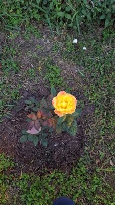 CATHOLIC, MOM, WIFE, NURSE (LVN), YANKEE,PATRIOTS FAN . LOVES TO SHOP, I ADORE ANTIQUES, GARDENING NOTHING MAKES ME SMILE LIKE SEEING A ROSE BLOOM . No PORN