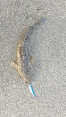 shizuokases's profile picture. 最近はサｰフ、漁港などで遠州灘(御前崎から駒場を主に)のルアー釣りを良くやっています。その他、ブラックバス、キスの投げ釣りもやります。釣りは楽しくて止められませんね。中年男性、既婚。