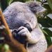 KeenKoala (@keenkoala) Twitter profile photo KeenKoala (@keenkoala) Twitter profile photo