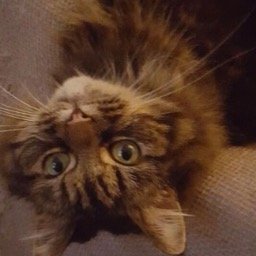 I'm a rescue cat. I think I'm 6. I was living on the streets of Clapton but have now been rescued. I live with MyHuman and my little mouse Delia.