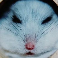 ガリ@引き籠もりたい鼠(@miyazaki0815) 's Twitter Profile Photo