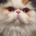 Graveskullthepersian (@Graveskullmeow) Twitter profile photo