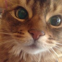 るでぃのお母ちゃん (@rudykitty) 's Twitter Profile