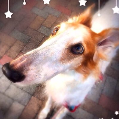 保護犬ボルゾイ 愛称さらたん.本名さーら. 管理人はギャルです。 インスタグラム始めました →borzoi_sara