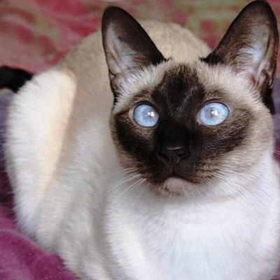 GhostKtty666's profile picture. 