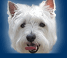 thewestiesclub's profile picture. Hi, my name is Duncan and I am a West Highland White Terrier. Come read my stories and see my photos.