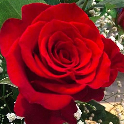 Amodio's is a full service florist, custom landscaping specialist, nursery and garden center serving Westchester for over 75 years.
914-949-3922