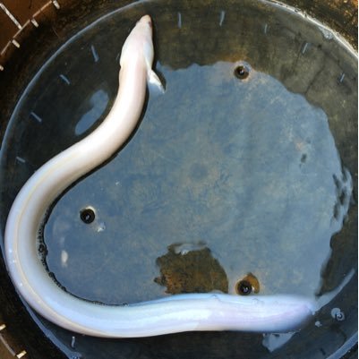 KeiRk624's profile picture. 愛情ある生産者 、次世代の料理人、全ての人に美味しいを届けたい。