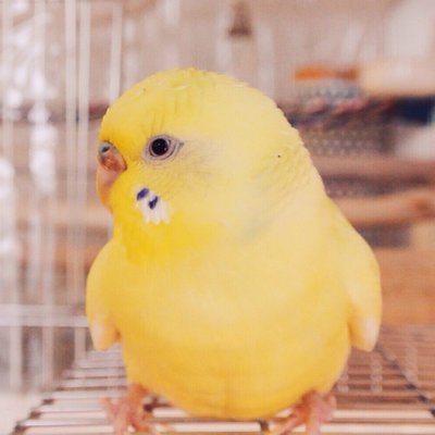 ふらすこのプロフィール写真