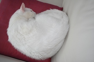 mydeafcat's profile picture. I'm #AngelTommy. I ran my Mum & Dad's household for 16 yrs. I woke them every day at 5:30am & I could not hear myself MEOW! They miss me terribly.  And me them.